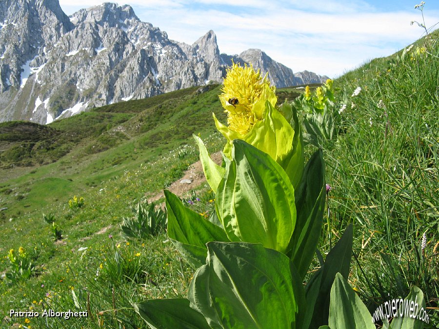 08-Genziana maggiore-Gentiana Lutea.JPG